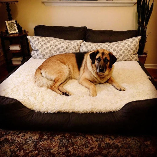 Extra Large Dog Beds: Comfort and Support for Big Breeds